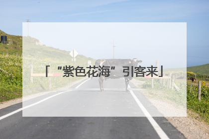 “紫色花海”引客来