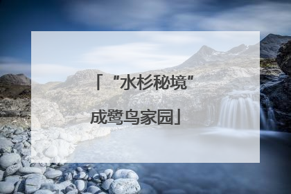 “水杉秘境”成鹭鸟家园