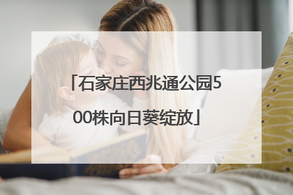 石家庄西兆通公园500株向日葵绽放