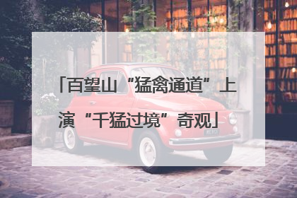 百望山“猛禽通道”上演“千猛过境”奇观