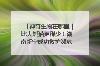 神奇生物在哪里｜比大熊猫更稀少！湖南新宁成功救护濒危鸟类海南鳽