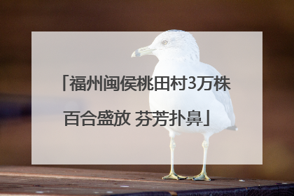福州闽侯桃田村3万株百合盛放 芬芳扑鼻