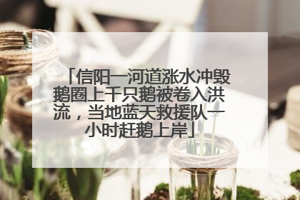 信阳一河道涨水冲毁鹅圈上千只鹅被卷入洪流，当地蓝天救援队一小时赶鹅上岸