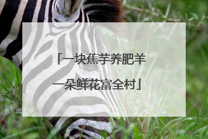 一块蕉芋养肥羊 一朵鲜花富全村