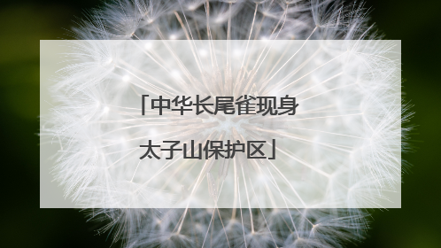 中华长尾雀现身太子山保护区