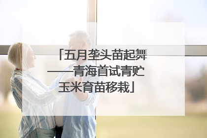 五月垄头苗起舞——青海首试青贮玉米育苗移栽