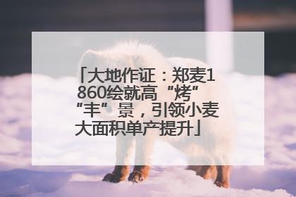 大地作证：郑麦1860绘就高“烤”“丰”景，引领小麦大面积单产提升