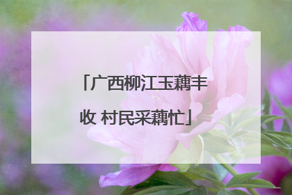 广西柳江玉藕丰收 村民采藕忙