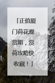 正值厦门荷花观赏期，赏荷攻略快收藏！