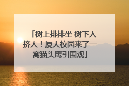 树上排排坐 树下人挤人！厦大校园来了一窝猫头鹰引围观