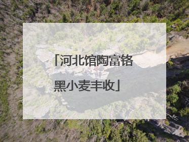 河北馆陶富铬黑小麦丰收