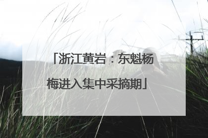 浙江黄岩：东魁杨梅进入集中采摘期