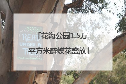 花海公园1.5万平方米醉蝶花盛放