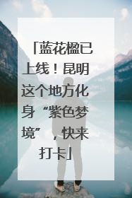 蓝花楹已上线！昆明这个地方化身“紫色梦境”，快来打卡