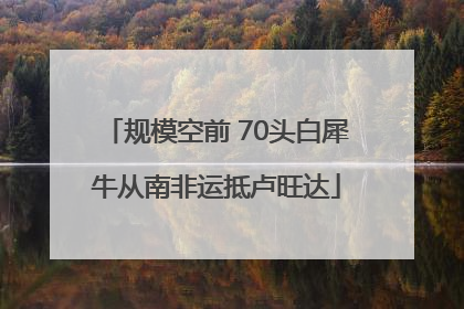 规模空前 70头白犀牛从南非运抵卢旺达