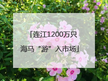 连江1200万只海马“游”入市场