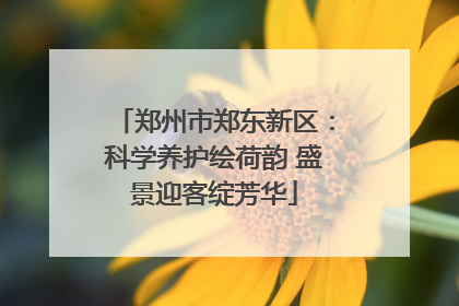 郑州市郑东新区：科学养护绘荷韵 盛景迎客绽芳华