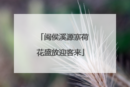 闽侯溪源寨荷花盛放迎客来