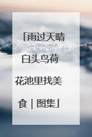 雨过天晴 白头鸟荷花池里找美食｜图集