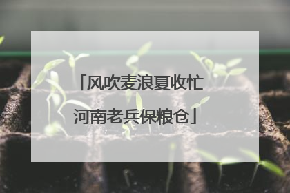 风吹麦浪夏收忙 河南老兵保粮仓