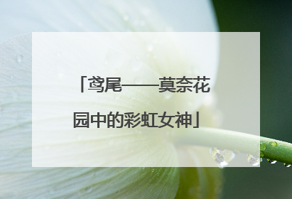 鸢尾——莫奈花园中的彩虹女神