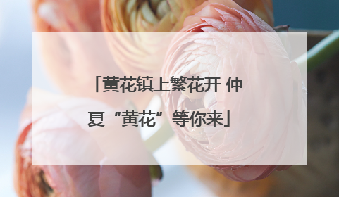 黄花镇上繁花开 仲夏“黄花”等你来