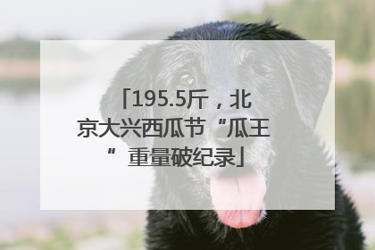 195.5斤，北京大兴西瓜节“瓜王”重量破纪录